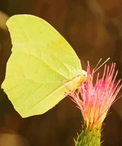 Green Anteos Butterfly Diamond Painting