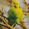 Green Budgie Diamond Painting