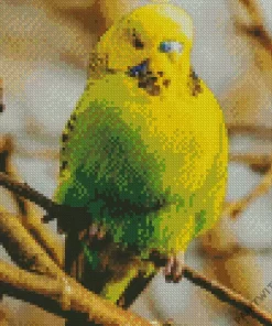 Green Budgie Diamond Painting