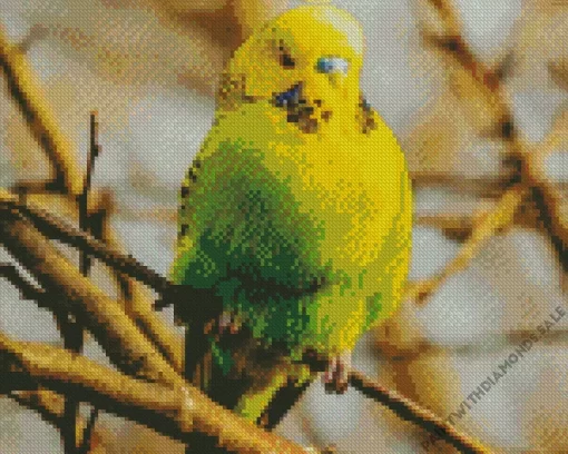 Green Budgie Diamond Painting