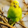 Green Budgie Diamond Painting