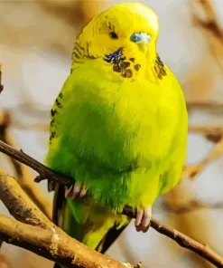 Green Budgie Diamond Painting