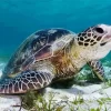 Green Sea Turtle Diamond Painting