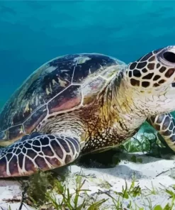 Green Sea Turtle Diamond Painting