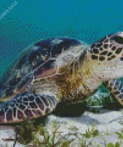 Green Sea Turtle Diamond Painting