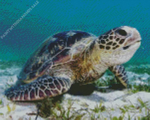 Green Sea Turtle Diamond Painting