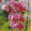 Heavenly Orchids Diamond Painting