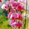 Heavenly Orchids Diamond Painting