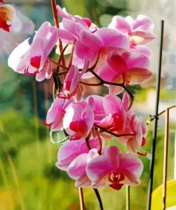 Heavenly Orchids Diamond Painting