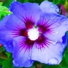 Hibiscus Blue Bird Diamond Painting