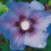 Hibiscus Blue Bird Diamond Painting