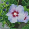 Hibiscus Bluebird Flower Diamond Painting