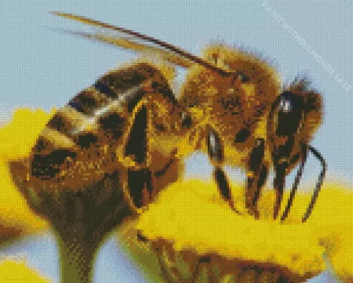 Honey Bee Haven Diamond Painting