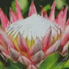 King Protea Diamond Painting