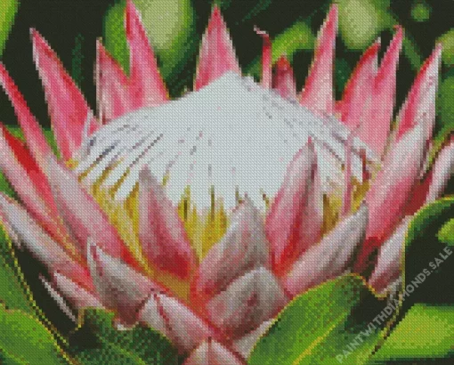 King Protea Diamond Painting