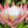 King Protea Diamond Painting