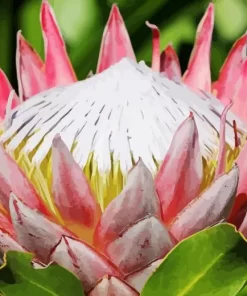 King Protea Diamond Painting