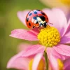 Ladybug On A Pink Flower Diamond Painting