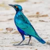 Lesser Blue Eared Starling Diamond Painting