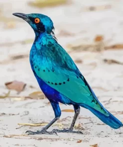 Lesser Blue Eared Starling Diamond Painting