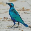 Lesser Blue Eared Starling Diamond Painting