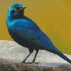 Lesser Blue Eared Starling Bird Diamond Painting