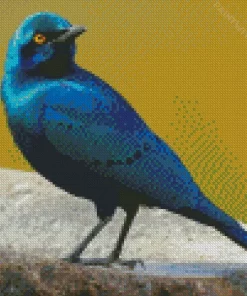 Lesser Blue Eared Starling Bird Diamond Painting