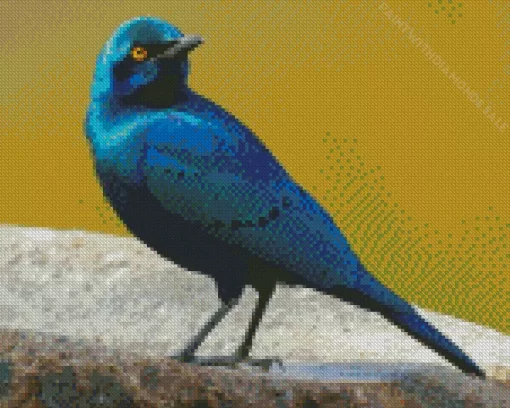 Lesser Blue Eared Starling Bird Diamond Painting