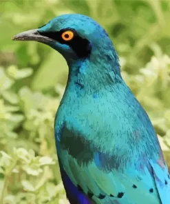 Lesser Blue Starling Bird Diamond Painting