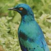 Lesser Blue Starling Bird Diamond Painting