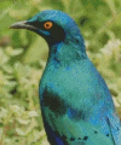 Lesser Blue Starling Bird Diamond Painting