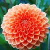 Light Orange Pompon Dahlias Diamond Painting