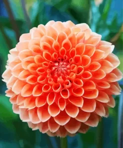 Light Orange Pompon Dahlias Diamond Painting