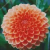 Light Orange Pompon Dahlias Diamond Painting