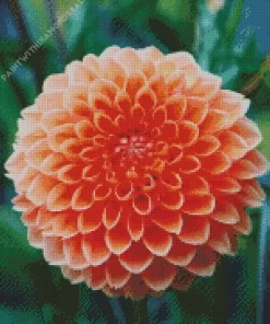 Light Orange Pompon Dahlias Diamond Painting