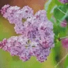 Lilac Syringa Flower Diamond Painting