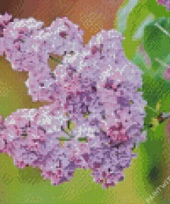 Lilac Syringa Flower Diamond Painting