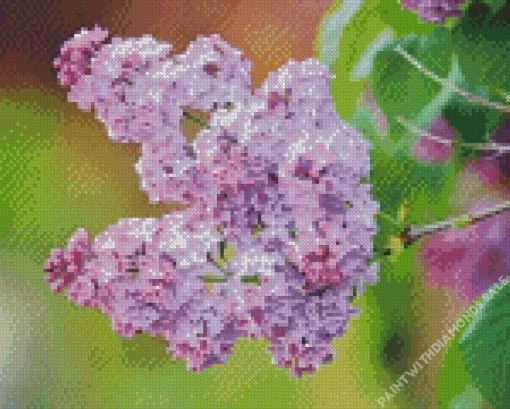 Lilac Syringa Flower Diamond Painting