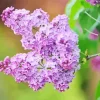 Lilac Syringa Flower Diamond Painting