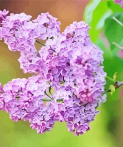 Lilac Syringa Flower Diamond Painting