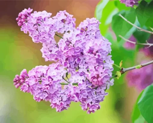 Lilac Syringa Flower Diamond Painting