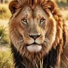 Lion Animal Diamond Painting