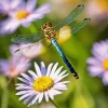 Little Dragonfly And Daisy Flower Diamond Painting