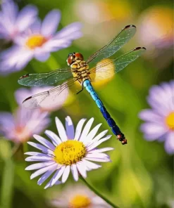 Little Dragonfly And Daisy Flower Diamond Painting