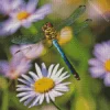 Little Dragonfly And Daisy Flower Diamond Painting