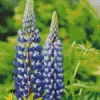 Lupine The Governor Flower Diamond Painting