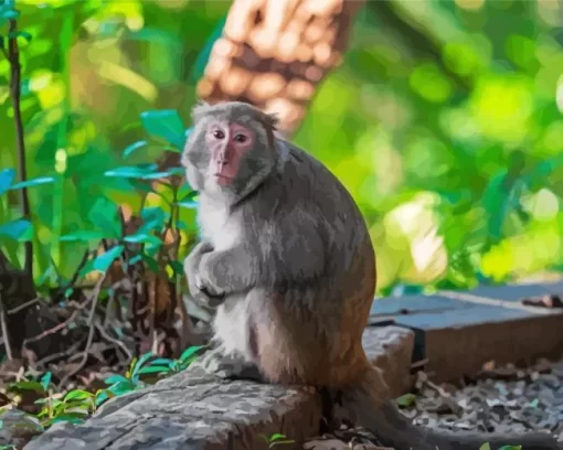 Macaque Monkey Diamond Painting