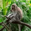 Macaque Monkey On A Tree Diamond Painting