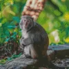 Macaque Monkey Diamond Painting