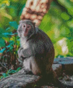 Macaque Monkey Diamond Painting